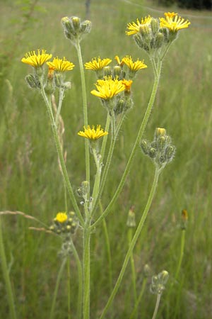 Hieracium fallax \ Tuschendes Habichtskraut / Hawkweed, D Mannheim 12.6.2012