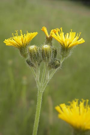 Hieracium fallax \ Tuschendes Habichtskraut / Hawkweed, D Mannheim 12.6.2012