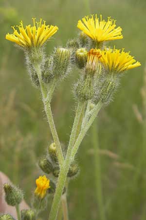 Hieracium fallax \ Tuschendes Habichtskraut / Hawkweed, D Mannheim 12.6.2012