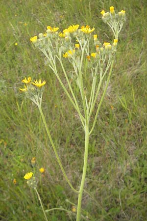 Hieracium fallax \ Tuschendes Habichtskraut / Hawkweed, D Mannheim 12.6.2012