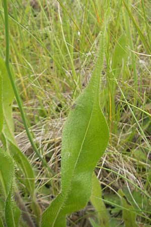 Hieracium fallax \ Tuschendes Habichtskraut / Hawkweed, D Mannheim 12.6.2012