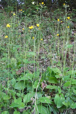 Hieracium murorum \ Wald-Habichtskraut, Mauer-Habichtskraut / Wall Hawkweed, D Wolfstein 21.5.2011