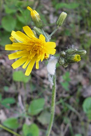 Hieracium murorum \ Wald-Habichtskraut, Mauer-Habichtskraut / Wall Hawkweed, D Wolfstein 21.5.2011