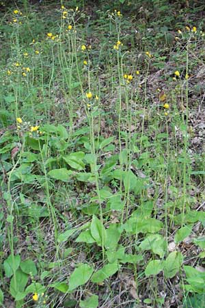 Hieracium murorum \ Wald-Habichtskraut, Mauer-Habichtskraut, D Wolfstein 21.5.2011