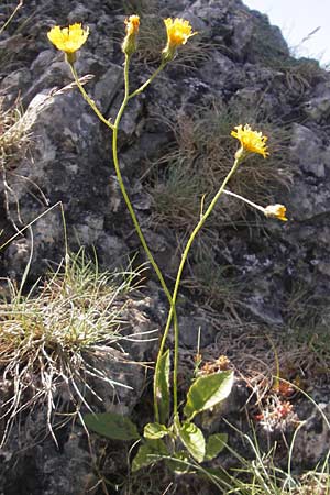 Hieracium murorum \ Wald-Habichtskraut, Mauer-Habichtskraut, D Franken Ehrenbürg 17.5.2012