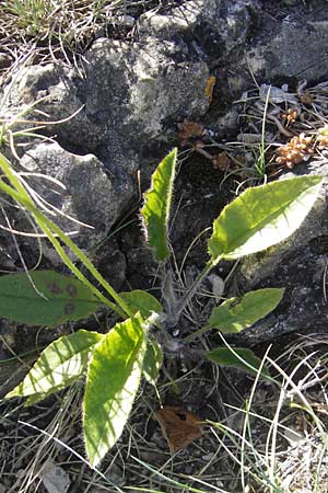 Hieracium murorum \ Wald-Habichtskraut, Mauer-Habichtskraut, D Franken Ehrenbürg 17.5.2012