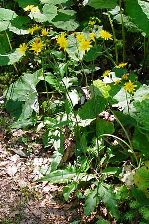 Hieracium glaucinum \ Frhblhendes Habichtskraut / Early Hawkweed, D Zwiesel 9.6.2014