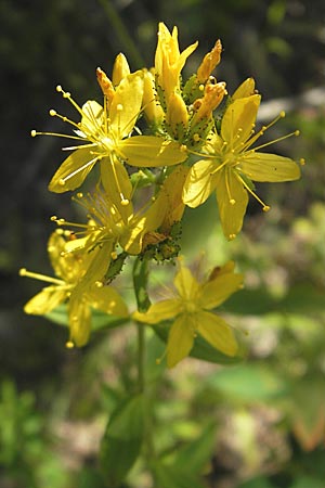 Hypericum hirsutum \ Behaartes Johanniskraut, D Weinheim an der Bergstraße 26.7.2009