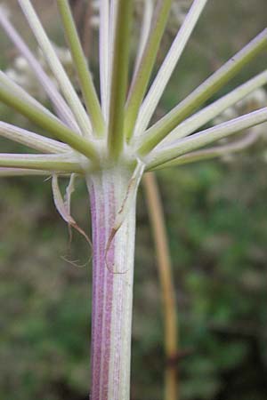 Peucedanum cervaria \ Hirschwurz-Haarstrang, D Hemsbach 25.9.2012