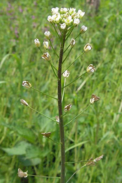 Capsella bursa-pastoris \ Hirtentschel, D Weinheim an der Bergstraße 22.4.2006