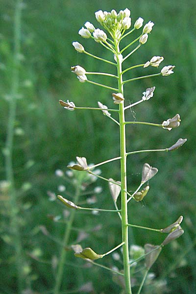 Capsella bursa-pastoris \ Hirtentschel, D Bruchsal 11.5.2006