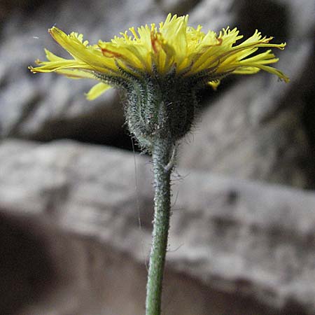 Hieracium pilosella \ Mausohr-Habichtskraut, Kleines Habichtskraut / Mouse-Ear Hawkweed, D Bensheim 16.5.2006