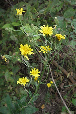 Hieracium sabaudum \ Savoyer Habichtskraut / Savoy Hawkweed, D Waghäusel 16.9.2006