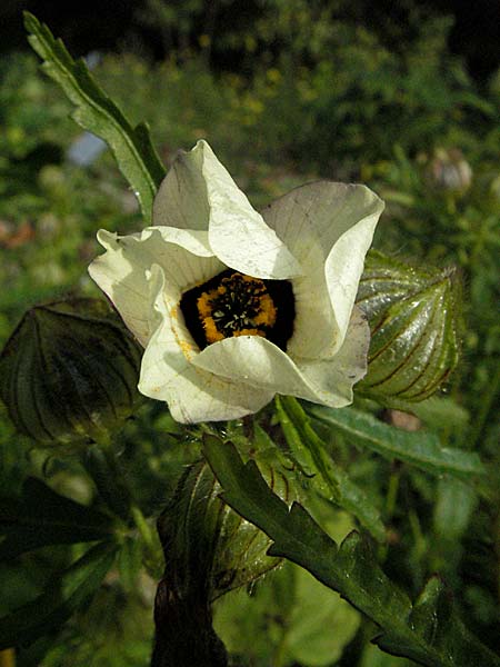 Hibiscus trionum / Bladder Ketmia, D Botan. Gar.  Universit.  Heidelberg 4.10.2006