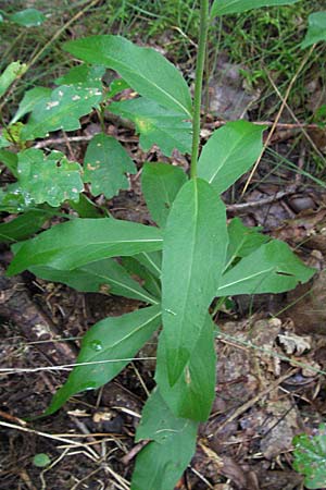 Hieracium sabaudum \ Savoyer Habichtskraut, D Babenhausen 11.8.2007