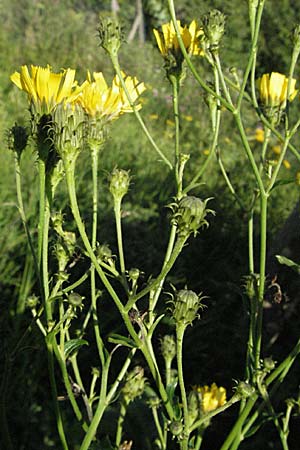 Hieracium umbellatum \ Doldiges Habichtskraut, D Hemsbach 16.8.2007