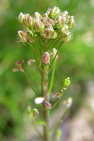 Capsella bursa-pastoris / Shepherd's Purse, D Rheinhessen, Wendelsheim 26.4.2008