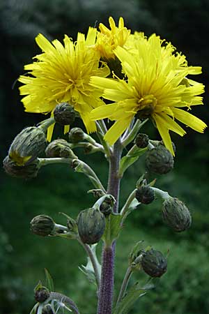 Hieracium sabaudum / Savoy Hawkweed, D Donnersberg 23.7.2008