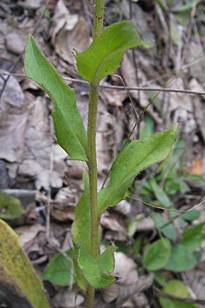 Hieracium sabaudum \ Savoyer Habichtskraut, D Odenwald, Waldmichelbach 25.9.2008