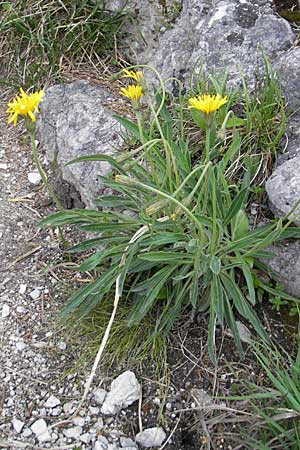 Leontodon incanus \ Grauer Lwenzahn / Grey Hawkbit, D Pfronten 22.5.2009