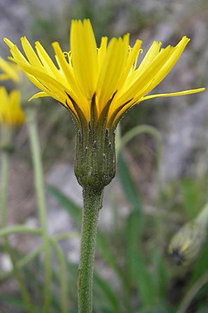 Leontodon incanus \ Grauer Lwenzahn / Grey Hawkbit, D Pfronten 22.5.2009