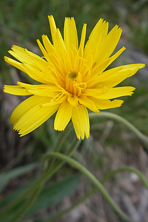 Leontodon incanus \ Grauer Lwenzahn / Grey Hawkbit, D Pfronten 22.5.2009