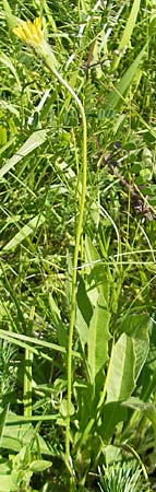 Leontodon hispidus \ Rauer Lwenzahn, Steifhaariges Milchkraut, D Bruchsal 13.6.2009