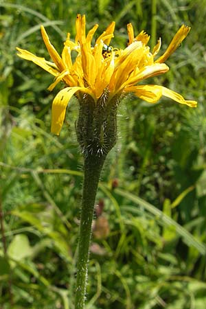 Leontodon hispidus \ Rauer Lwenzahn, Steifhaariges Milchkraut / Rough Hawkbit, D Bruchsal 13.6.2009