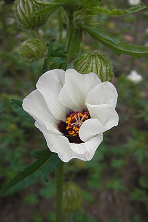 Hibiscus trionum / Bladder Ketmia, D Botan. Gar.  Universit.  Mainz 11.7.2009