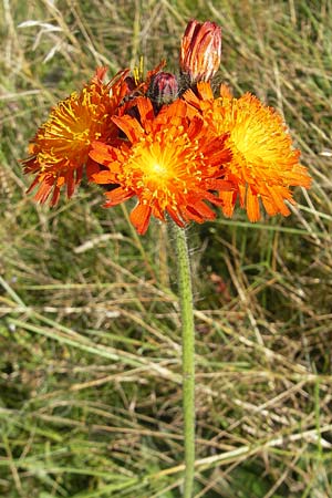 Hieracium aurantiacum / Orange Hawkweed, Fox and Cubs, D Odenwald, Beerfelden 12.9.2009