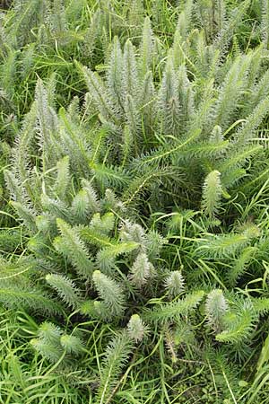 Hippuris vulgaris \ Tannenwedel / Mare's Tail, D Groß-Gerau 21.10.2009