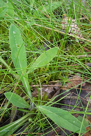 Hieracium pilosella \ Mausohr-Habichtskraut, Kleines Habichtskraut, D Eppertshausen 12.6.2010