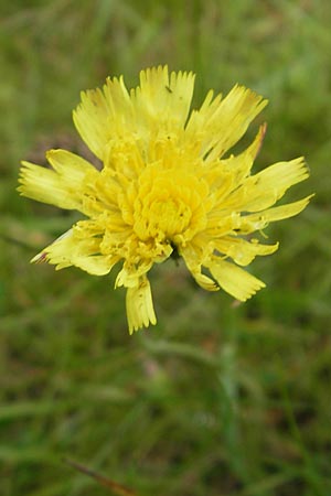 Hieracium pilosella \ Mausohr-Habichtskraut, Kleines Habichtskraut, D Eppertshausen 12.6.2010