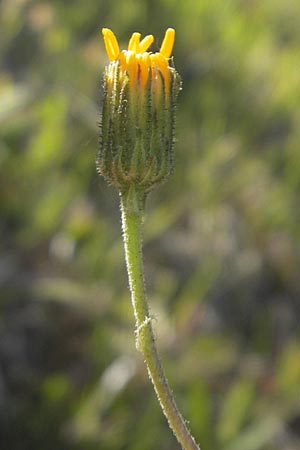 Hieracium maculatum \ Geflecktes Habichtskraut / Spotted Hawkweed, D Lauda-Königshofen 30.5.2011