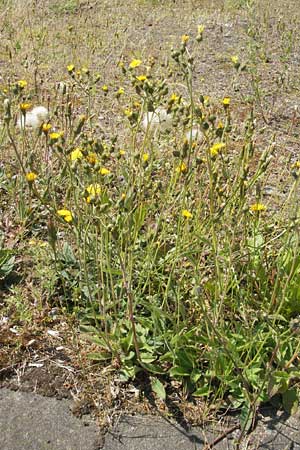 Hieracium spec2 ? \ Habichtskraut, D Türkismühle 3.6.2011