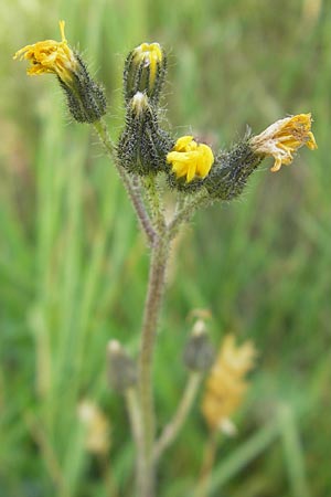 Hieracium zizianum ? \ Ziz' Habichtskraut / Ziz' Hawkweed, D Wutach - Schlucht / Gorge 12.6.2011