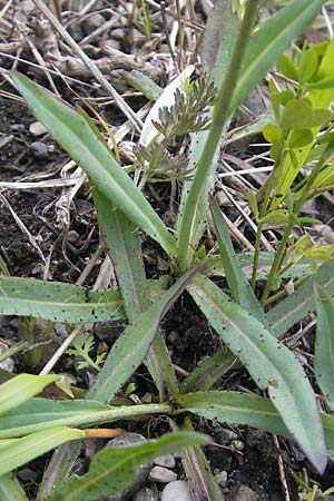 Hieracium piloselloides \ Florentiner Habichtskraut, D Murnau 20.6.2011