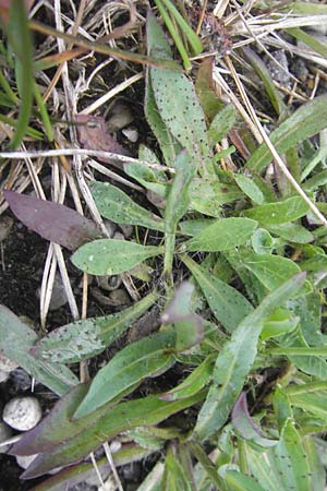 Hieracium piloselloides \ Florentiner Habichtskraut / Florence Hawkweed, D Murnau 20.6.2011