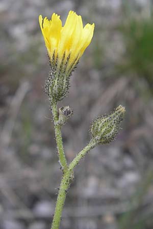 Hieracium piloselloides \ Florentiner Habichtskraut / Florence Hawkweed, D Murnau 20.6.2011