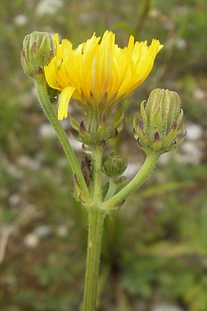 Picris hieracioides \ Gemeines Bitterkraut, D Eching 30.7.2011