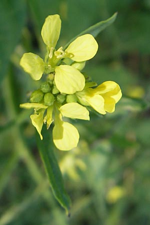 Hirschfeldia incana \ Grau-Senf / Shortpod Mustard, Buchanweed, D Ludwigshafen 8.10.2011