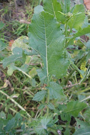 Hirschfeldia incana \ Grau-Senf / Shortpod Mustard, Buchanweed, D Ludwigshafen 8.10.2011