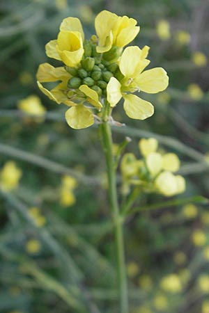 Hirschfeldia incana / Shortpod Mustard, Buchanweed, D Ludwigshafen 8.10.2011