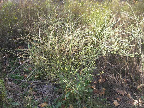 Hirschfeldia incana \ Grau-Senf / Shortpod Mustard, Buchanweed, D Ludwigshafen 8.10.2011