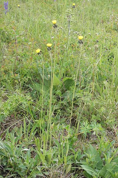 Hieracium caespitosum \ Wiesen-Habichtskraut / Yellow Fox and Cubs, D Elztal-Dallau 12.5.2012