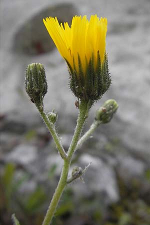 Hieracium spec6 ? \ Habichtskraut, D Eichstätt 4.6.2012