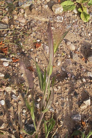 Panicum capillare \ Haarstige Rispen-Hirse, D Heidelberg 31.7.2012