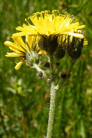 Hieracium caespitosum \ Wiesen-Habichtskraut / Yellow Fox and Cubs, D Zwiesel 9.6.2014