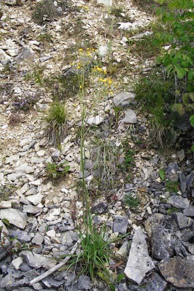 Hieracium piloselloides \ Florentiner Habichtskraut, D Regensburg 12.6.2014