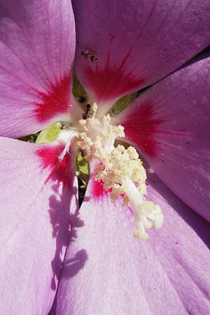 Hibiscus syriacus \ Strauch-Eibisch, Hibiskus, D Gimbsheim 17.7.2014